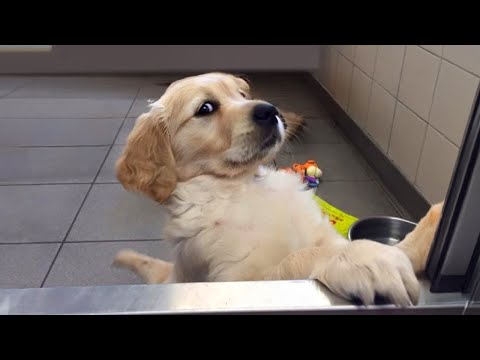 ¡El vídeo de perros más divertido de 2024!