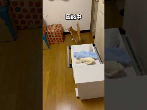 寝場所を無くし変なとこで寝る猫🐾