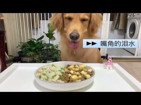 剩饭，狗粮，金毛更爱吃哪个？