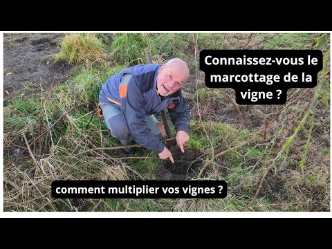 Connaissez-vous le marcottage de la vigne ? Comment planter votre vigne ?