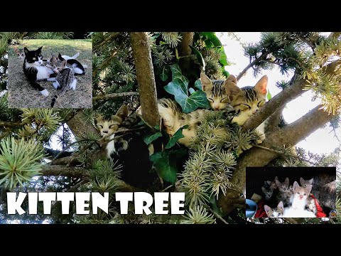 4 cute kittens falling asleep hugging each other on the branches at the top of the tree.