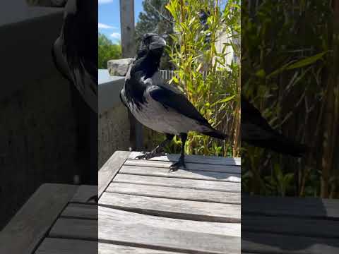 Crow tries to steal my food!