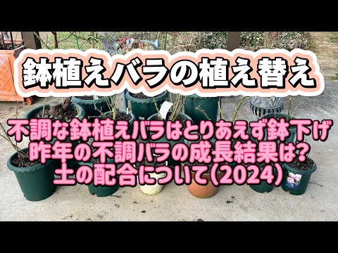 鉢植えバラの植え替え🌹不調なバラについて