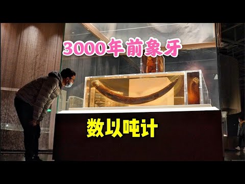 中国3000年前的象牙，成吨埋于地下，最长1.85米，究竟有何用途【背包走遍中国】