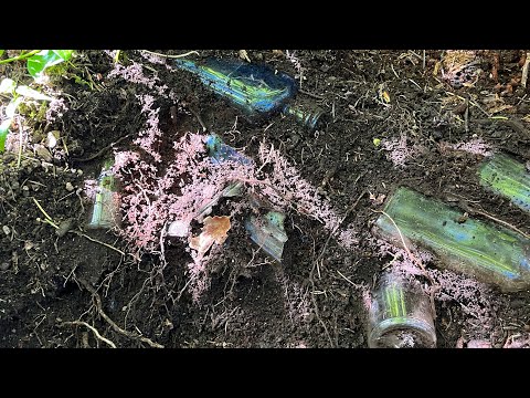 Bottle Digging in the forest Reveals many Old bottles. | West Coast Archaeologist | Dump Digging.