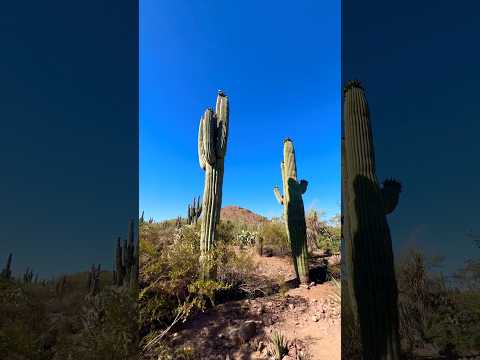 Papago Park in Phoenix, Arizona #arizona #cactus #desert #desertbotanicalgarden