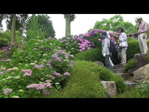 三景園 あじさいウオーク