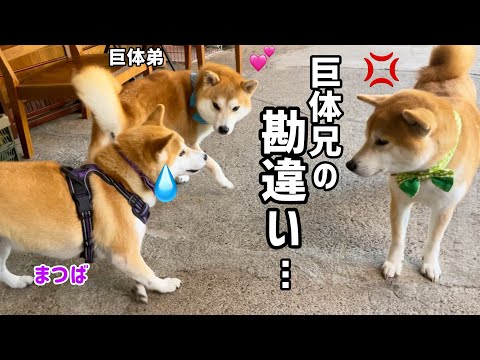 柴犬巨体兄の巨体弟愛が強すぎて妹が可哀想な結果になりました…