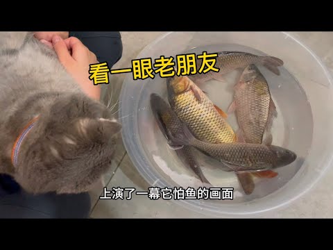 看一眼老朋友#猫与鱼# cat and fish #害怕