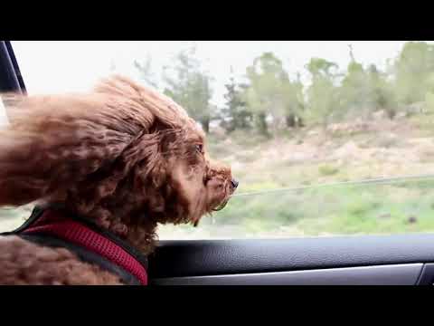 Poodle Out Car Window | Copyright Free Video Footage