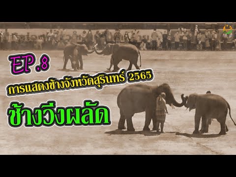 การแสดงช้างจังหวัดสุรินทร์ 2565  EP.8 การแข่งขันช้างวิ่งผลัด