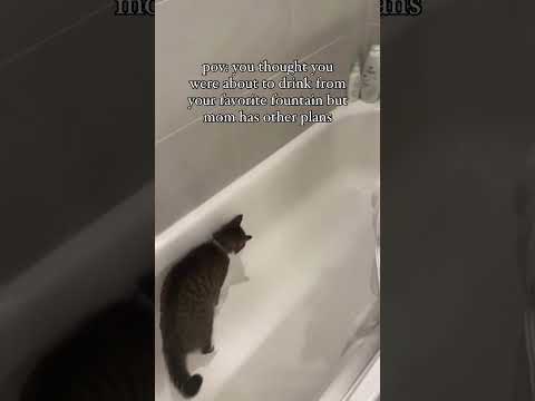 Does your cat like a bath? 🛁 #cats #funnycats #catbath #tabbycat #catlover