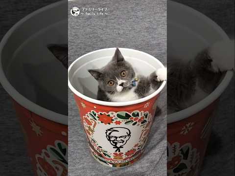 猫ちゃんが我が家にやってきた♪【ハチワレの子猫】#shorts #ブリティッシュショートヘア #ねこ