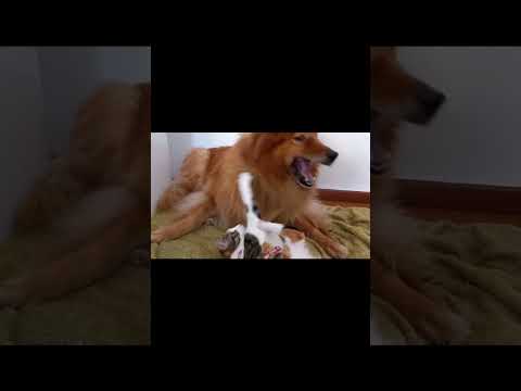 Cute dog fighting/ cute dog videos #shorts #dog #viral #puppy #ytshorts