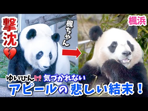 【パンダアイドル楓浜】遊んでほしいだけなのに...結浜🐼のふて寝する姿が尊い❗️