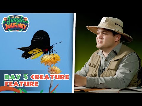 Beautiful Bird-wing Butterfly! Creature Feature: Day 5 | The Great Jungle Journey VBS