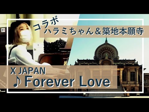 【ハラミちゃん＆築地本願寺パイプオルガン】X JAPAN「Forever Love」