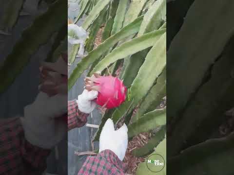 HARVESTING DRAGON FRUIT IS VERY FUN  #shorts