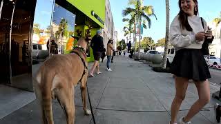 Cash 2.0 (red-nosed) Great Dane-deer in Beverly Hills 2024 (3 of 4)