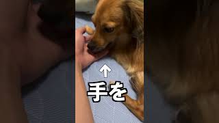 犬がこの行動をしたら家族の中で一番嫌われてます #shorts