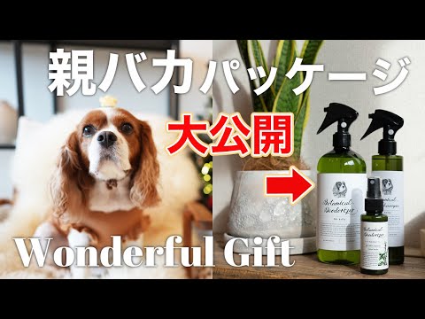 🐶👩🏻‍🦰【初!プレゼント企画】クリスマスギフトにぴったりな親バカパッケージ大公開🎁【キャバリア】