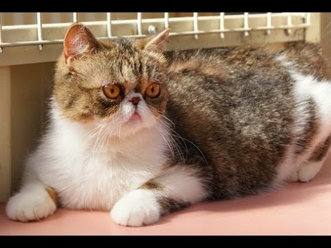 Animal Planet  : Cats 101 ~  Exotic