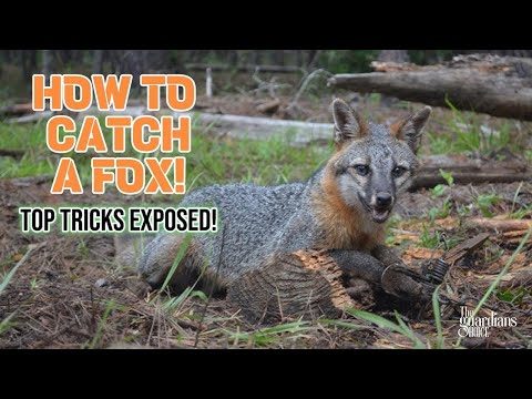 How to Catch a Fox: Unleashing the Hidden Techniques!