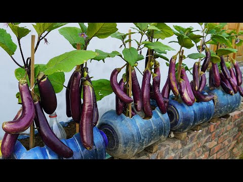 Growing Eggplants 5X Bigger Harvest Than Ever Before