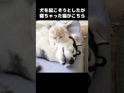 犬を起こしにきたが寝ちゃった猫がかわいい...#shots