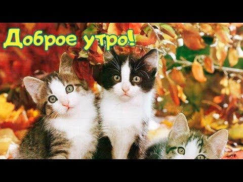 Желаю тебе Доброго утра♥️Заходи на чай♥️Очень красивая музыкальная открытка ♥️Прекрасная мелодия♥️