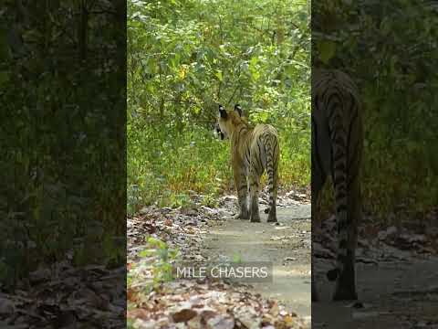 Tiger bhi kitna smart hota hai 😅 | Jim Corbett National Park #shorts #tiger #trending