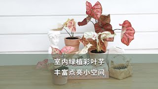 室内绿植彩叶芋，丰富点亮小空间