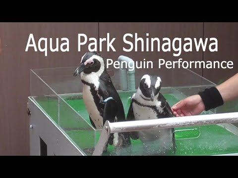 アクアパーク品川「ペンギンのショー」2019/ Aqua Park Shinagawa「Penguin」