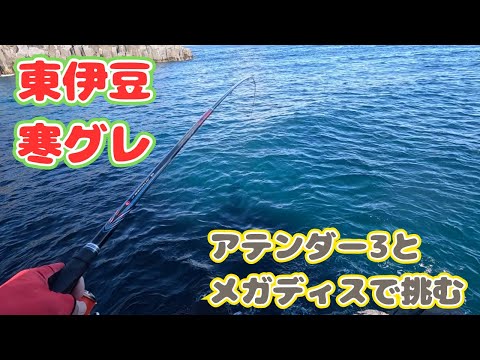 【東伊豆グレ釣り】本流が流れる地磯で寒グレ狙い‼️アテンダー3とメガディスを曲げてくれる釣りは超楽しかったぜ❣️