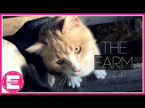 The Farm | My New Best Friend | Basically 30 Min of Me Petting a Cat