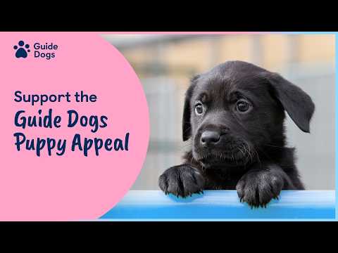 Support the Guide Dogs Puppy Appeal this October and Help Train Our Life Changing Dogs