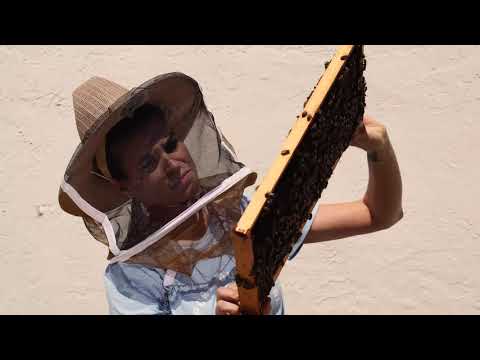 What I've Learned From Honeybees - Palm Pike Apiary Mini Series