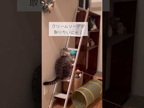 クリームソーダどうぞ #ねこ動画 #cat #ことねこくらし #ねこ #子どもと猫 #ねこのいる生活 #ねこのおもちゃ #クリームソーダ #どうぞ