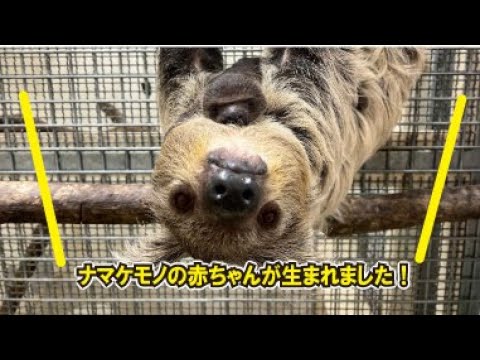 那須どうぶつ王国でナマケモノの赤ちゃんが誕生しました！