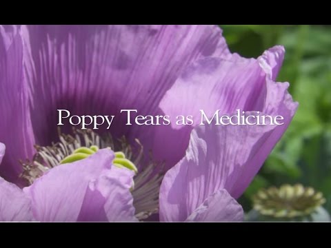 Poppy Medicine | A Deeper look at Opium Poppies