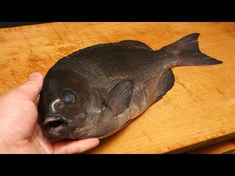 寒グレのさばき方と刺身～How to filet largescale blackfish and sashimi