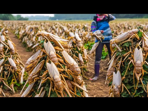 How Billions of Locusts Raise and Consume by Chinese - Locust Farming Techniques - Locust Farm