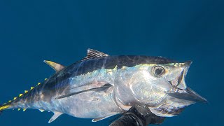 Spearfishing Southern Bluefin Tuna in Victoria