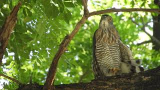 20200714 水萍塭公園鳳頭蒼鷹 – 雨豆樹上的公鳳頭