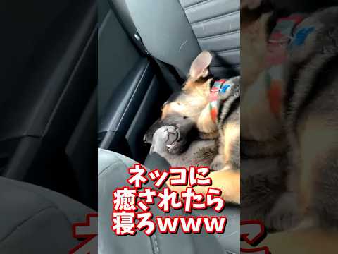 ネッコの動画で癒されたら寝ろｗｗｗ　#2ch #2ch動物スレ #2ch面白いスレ #動物 #犬 #猫 #癒やし #ねこ