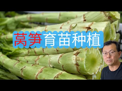 莴笋育苗种植：使用莴笋种子育苗，成苗后移栽，手把手和你一起种莴笋！