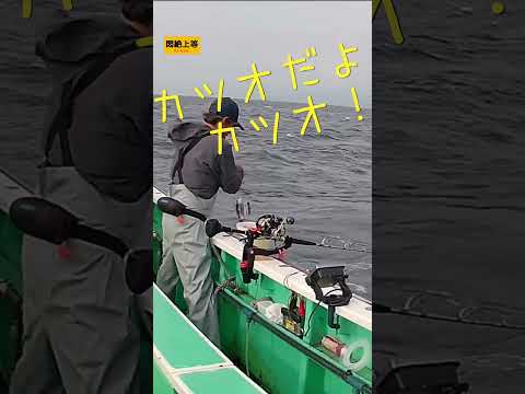 普通わかるよねー(苦笑)　オデコが続いたし、キハダマグロが釣りた過ぎて、カツオの事を忘れてました。大騒ぎしてごめんなさいm(_ _;)m #釣り #関東の釣り #コマセキハダマグロ