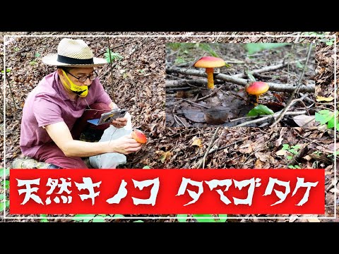 【  シェフの仕事 】八ヶ岳  天然キノコ  タマゴタケ　山の恵みを楽しむ