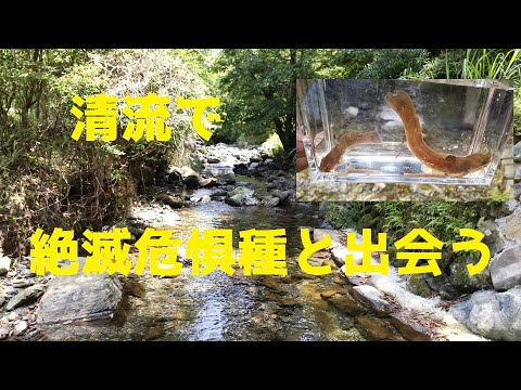 清流にひそむ希少生物