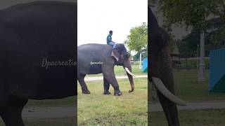 Mysore Dasara Elephant 🐘 #dpacreation #mysoredasara #elephant #dasaraelephants #shorts #shortviral